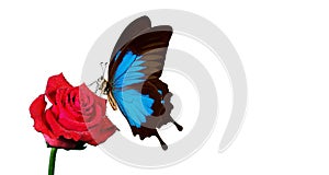 Bright blue Ulysses butterfly on red rose in water drops isolated on white. copy space