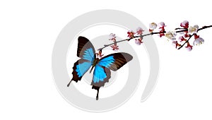 Bright blue Ulysses butterfly on white spring flowers. apricot blossom branch isolated on white. copy space