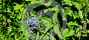 Bright blue wildflower