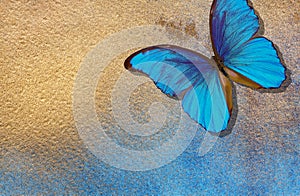 Bright blue wings of a tropical morpho butterfly on a gold background. Blue and golden texture background. Blue and gold colored p