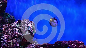 Bright blue yellow palette tang surgeonfish swims between coral reefs in aquarium, oceanarium pool. Paracanthurus