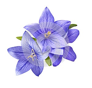 Bright bluebell flowers bouquet isolated on white background photo
