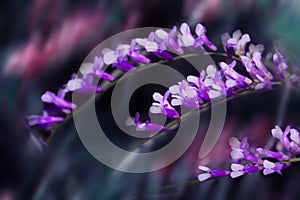 Bright blurred floral purple background. Three twigs with small violet and white Vicia cracca flowers on a blurry dark blue