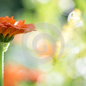 Bright bokeh summer background with growing flowers calendula, marigold
