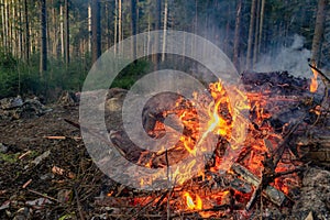 Bright bonfire burning in a pine forest. Forest fire.