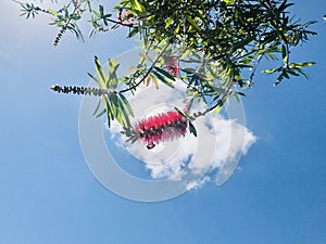 Bright bottlebrush in the center of the white clouds,  and blue sky background.