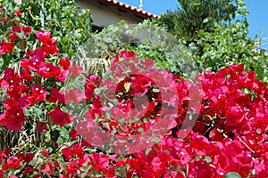 Bright bougainvillea at Kiato, Greece