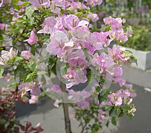 Bright bougainvillea planted in the garden