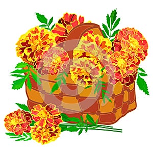 Bright bouquet of orange marigolds in a small wicker basket on a white background
