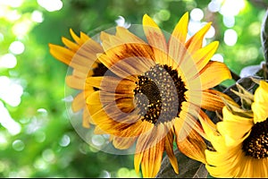 Bright bouquet of sunflowers on a sunny day