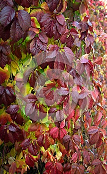 Bright branch of autumn leaves Parthenocissus.