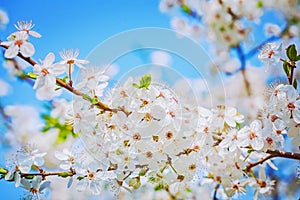 Bright branch of blossoming cherry tree on sky