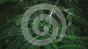 Bright branch of pine needles in summer forest. Fluffy pine tree branch