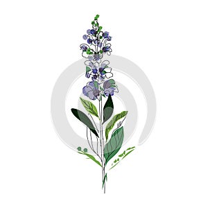 Bright branch of sage or Botanica sage vector lilac. Can be used for cards, invitations, banners, posters photo