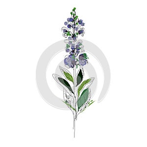 Bright branch of sage or Botanica sage vector lilac.n