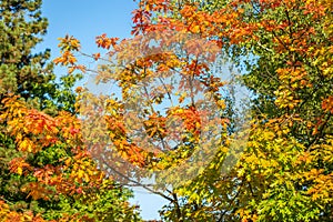 Bright branches of northern red oak with red, orange, yellow and green leaves. Autumn natural background