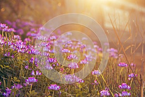 Bright bright milk vetch