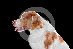 Bright brittany spaniel dog