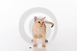 Bright Brown Burmese cat with food. Open Mouth. Isolated on white background