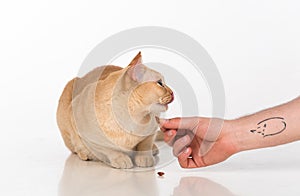 Bright Brown Burmese cat. Man hand with tattoo offer food. Isolated on white background