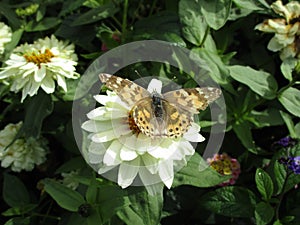 Bright brown butterfly on white flower close up at Stanley Park Perennial Garden