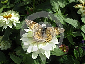 Bright brown butterfly on white flower close up at Stanley Park Perennial Garden