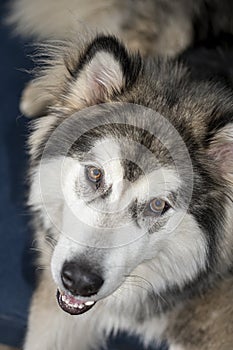 Bright brown eyes of a malamute boy