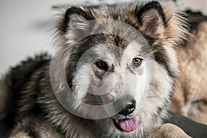 Bright brown eyes of a Malamute puppy