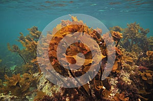 Bright brown kelp under ocean surface