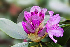 . The bright bud of rhododendron tells about its beauty