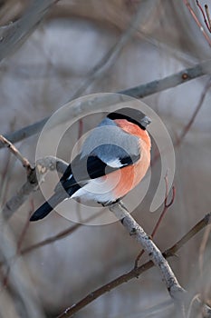 Bright bullfinch on a branch on a gloomy winter day