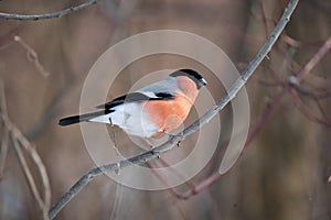 Bright bullfinch on a branch on a gloomy winter day