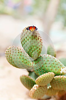Bright butterfly on a cactus