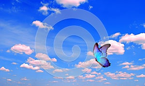 Bright butterfly flying in the blue sky with clouds. flying blue butterfly. morpho butterfly. copy spaces