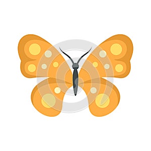 Bright butterfly icon flat isolated vector