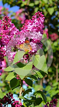 Bright butterfly on lilac flowers