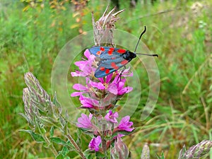 Bright butterfly on pink flower