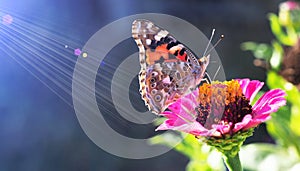 bright butterfly on a pink flower in the sun