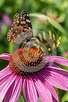 A bright butterfly sat on a beautiful flower against a background of green leaves.