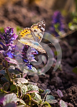 Bright butterfly and spring blossoming cornflowers