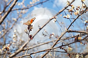 Bright butterfly on a white spring flower. Branches of a blossoming apricot