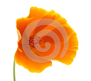 Bright californian poppy isolated