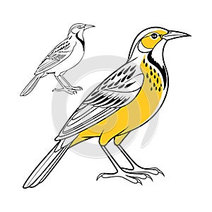 Bright Cape Longclaw Bird Artwork