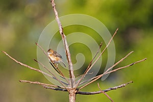 Bright-capped Golden-headed Cisticola bird in golden orange perching on dry branch photo