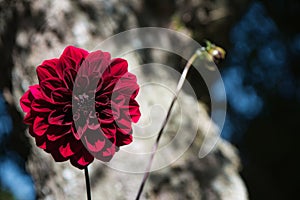 Bright Carmine Dark Red Arabian Night Dahlia or Decorative Dahlia on a garden.