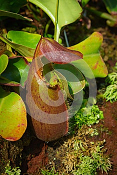 Bright carnivorous plant in green forest