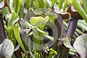 bright carnivorous plants, exotic insect eating plants field. Natural exotic background with danger concept. Very