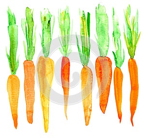 Bright carrot. Watercolor.