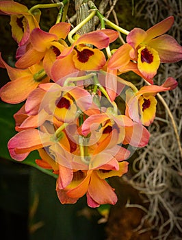 Bright Cascade of Vibrant Orchids