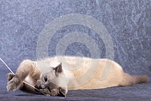 The bright cat of the Thai breed plays with a paper stick.